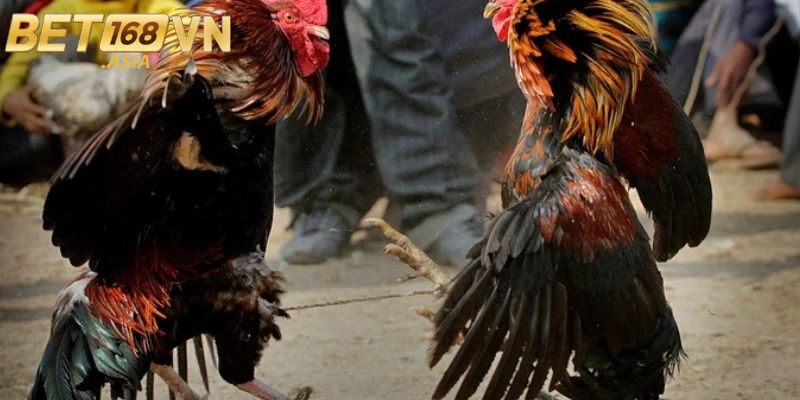 Các bước tham gia cá độ đá gà BET168VN