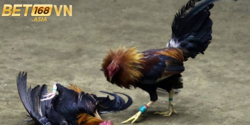 Các hình thức cá cược phổ biến tại đá gà BET168VN