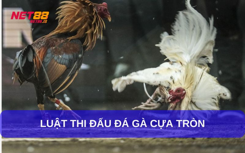 Luật thi đấu gà gà cựa tròn